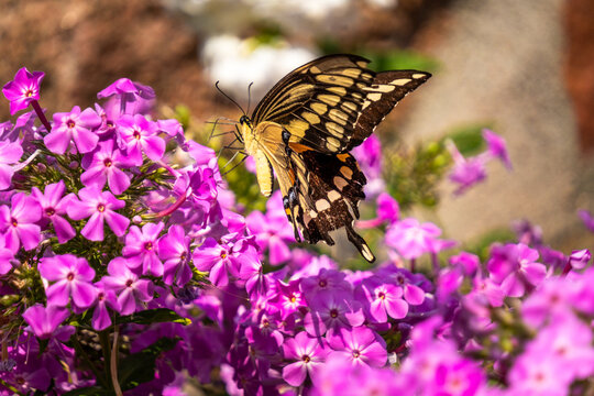 Swallowtail Butterfly on Phlox, Angled Wing View