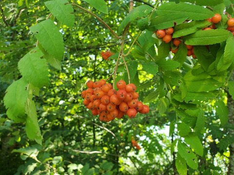 Beeren von sorbus aucuparia