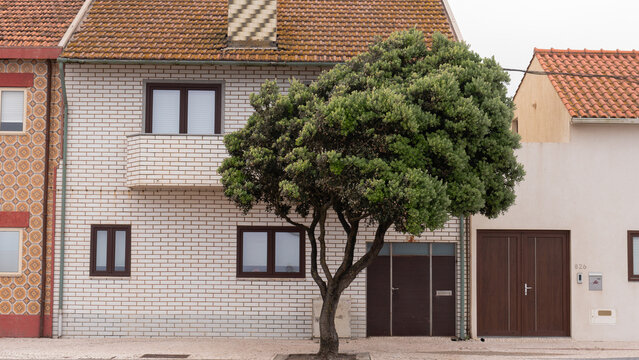 Clipped Street Tree in Front of a White Brick Tiled House Beside an Orange Azulejo Facade, Northern Portugal &mdash; Concept: Vernacular Residential Architecture, Everyday Streetscape and Urban Street Trees