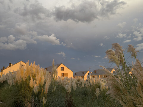 Pampas grass field and houses glowing in warm sunset light, contrasting with a vast dark stormy sky.