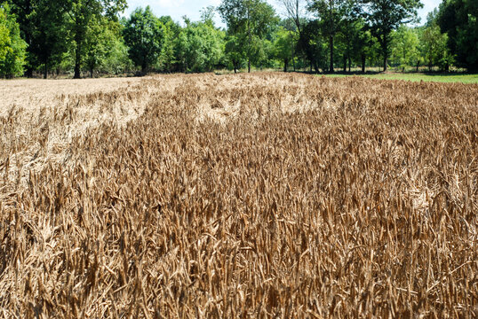 Parched wheat field damaged by extreme heat wave and lack of water. Dry and dead wheat stalks in a barren landscape affected by climate change.