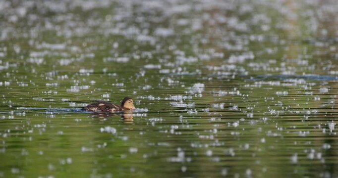 Mallard ducklings swimming and feeding on seeds among floating poplar fluff on calm lake surface at sunset slow motion