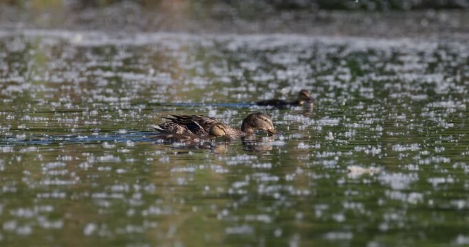 Mallard female with ducklings swimming and feeding on seeds among floating poplar fluff on calm lake surface at sunset slow motion