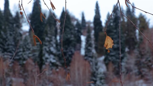Close-up of a single dry yellow leaf on bare branches with a blurred winter forest and snow in the background. Conceptual late autumn or early winter video suitable for seasonal background and copy sp