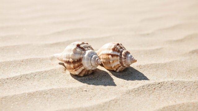 Seashells lie on the warm rippled sand of a sunny beach.