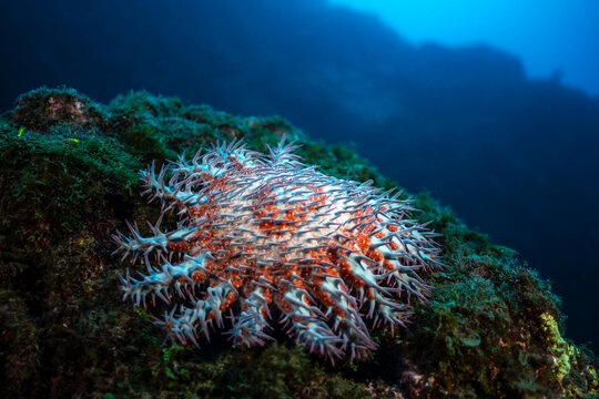Crown-of-thorns starfish on coral reef at Socorro Island in Mexico