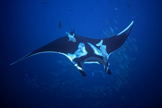Giant oceanic manta ray at cleaning station in Socorro Island Mexico