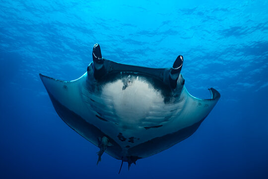Giant oceanic manta ray at cleaning station in Socorro Island waters