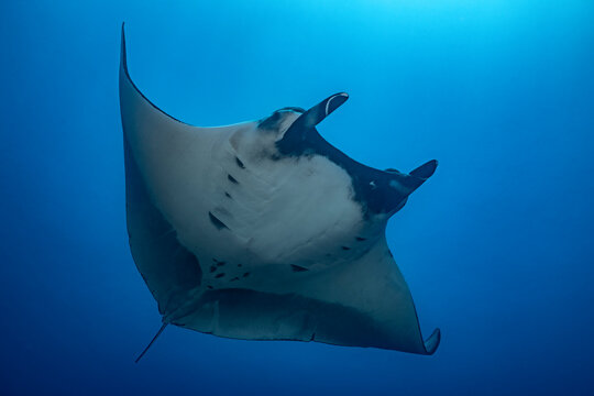 Giant oceanic manta ray at cleaning station in Socorro Island, Mexico