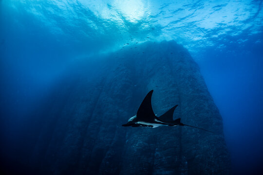 Giant oceanic manta ray at cleaning station in Mexico