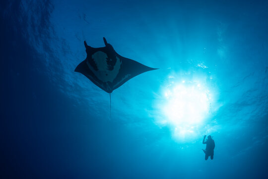 Giant oceanic manta ray at cleaning station in Socorro Island, Mexico