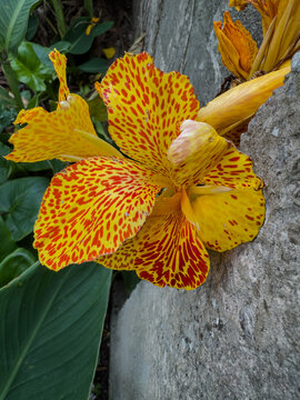 Bright yellow canna flower with vivid red patterns contrasts with dark green leaves and a textured stone wall.