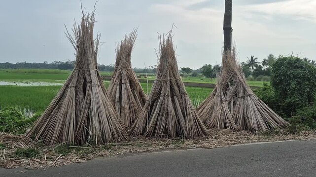 Bundles of dried Jute sticks under the Sun.