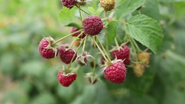 Picking ripe raspberries in a garden in summer