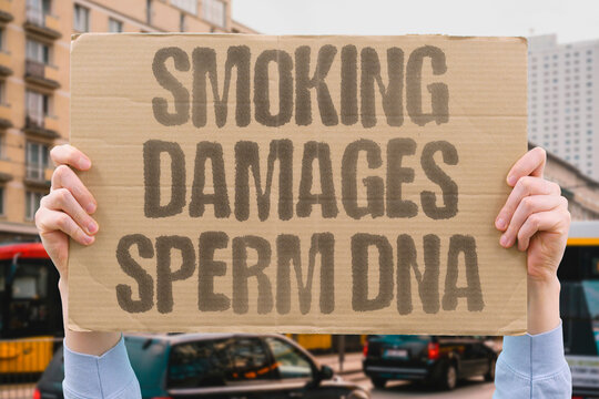 "Smoking damages sperm DNA" Smoking damages sperm DNA. SMOKING. QUIT. SPERM. DNA. DAMAGE.