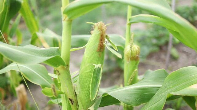 Growing corn plants in a field during a sunny day