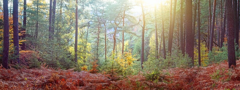 Panorama of autumn pine colored forest with dry fern and backlight at sunset