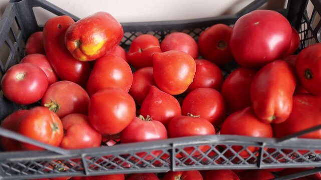 Red tomatoes in a basket ready for cooking