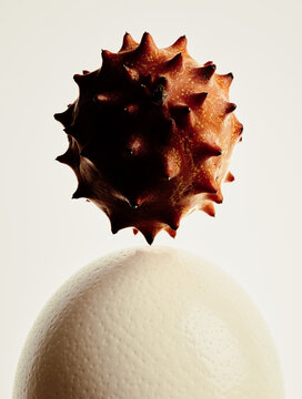 fruit and egge, ostrich egg , ripened kiwano ,contemporary still life , modernity , origin , birth , protection , defence , protection , defence , maturity , symbolic reading , nature , contrast ,