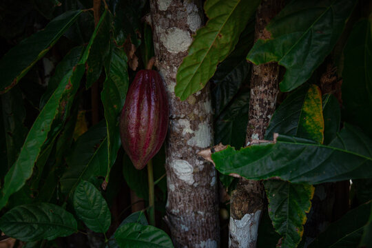 Cacau vermelho (cocoa red)