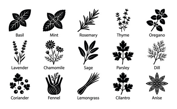 Herbal plants vector icons with basil, rosemary and lavender for mobile app design in silhouette style
