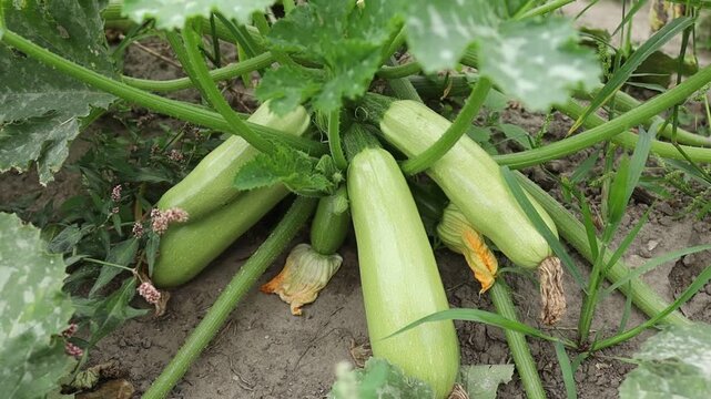 Growing zucchini in a garden patch