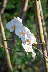 Orquídea branca brasileira (Phalaenopsis) © bilcayres