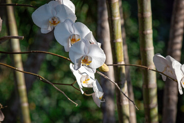 Orquídea branca brasileira (Phalaenopsis) © bilcayres