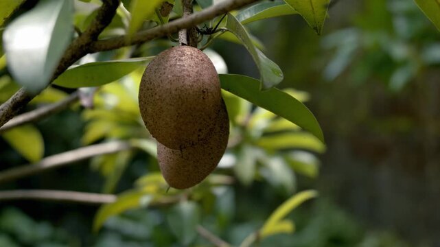 Close-up of ripe chico (sapodilla) fruits hanging from a tree branch, surrounded by lush green leaves and natural foliage. The brown, textured fruits are highlighted against a softly blurred tropical