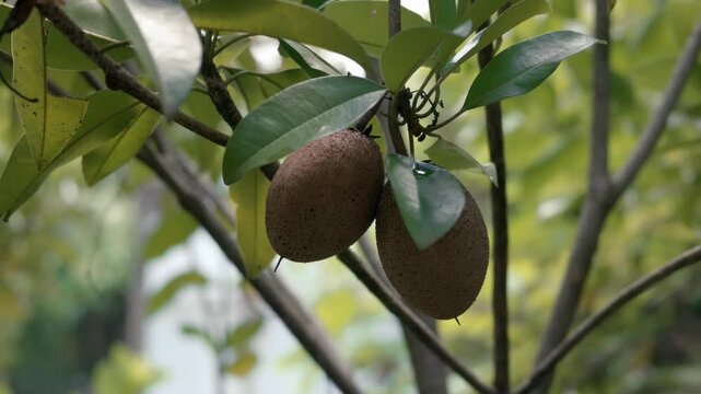 Close-up of ripe chico (sapodilla) fruits hanging from a tree branch, surrounded by lush green leaves and natural foliage. The brown, textured fruits are highlighted against a softly blurred tropical