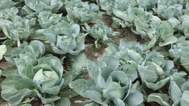 Cabbage plants growing in a field during the day