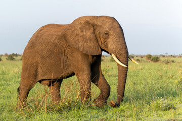 Fototapeta premium Elephant bull searching for food and water in the Kruger National Park in South Africa