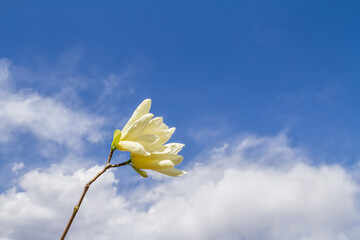 Two pale yellow magnolia blooms on a slender stem, set against a bright blue sky with soft white clouds. © tai