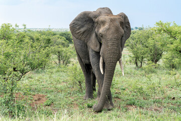 Fototapeta premium Elephant bull searching for food and water in the Kruger National Park in South Africa
