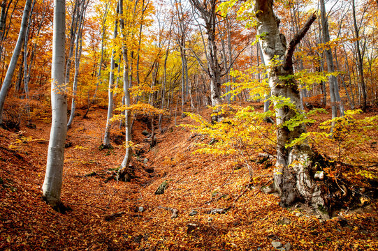 For&ecirc;t de feuillus aux teintes automnales dor&eacute;es et orang&eacute;es, avec un sol jonch&eacute; de feuilles mortes.