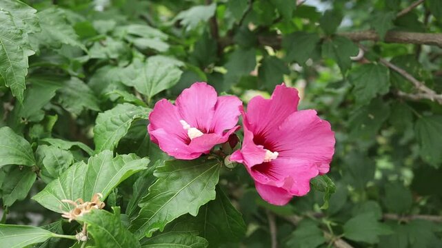 Flowers blooming in a garden during daytime
