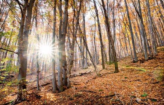 Magnifique for&ecirc;t automnale baign&eacute;e par la lumi&egrave;re du soleil qui filtre &agrave; travers les arbres