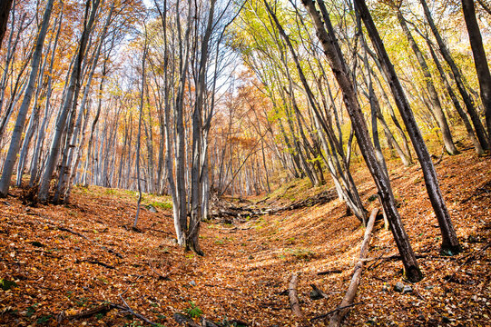 For&ecirc;t de feuillus aux couleurs d'automne, avec des troncs d'arbres verticaux &eacute;lanc&eacute;s et un sol recouvert de feuilles mortes dor&eacute;es et cuivr&eacute;es.
