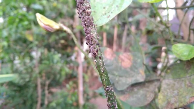 Close up of yardlong bean plant stem heavily infested with black aphids colony in an agricultural field