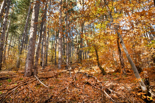 For&ecirc;t d'automne avec de grands arbres aux feuilles dor&eacute;es et orang&eacute;es et un sol couvert de feuilles mortes.