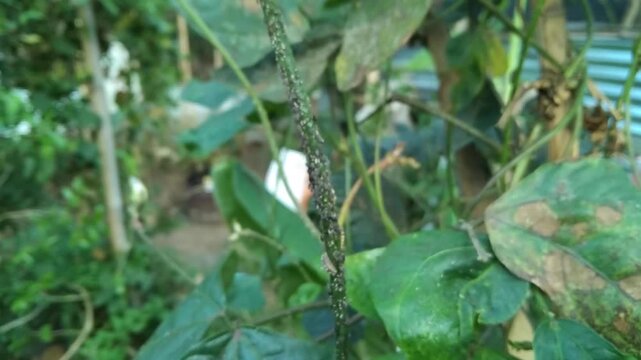 Close up of yardlong bean plant stem heavily infested with black aphids colony in an agricultural field