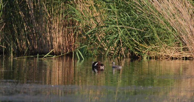 Great crested grebe tiny chick sliding off parent's back into water and swimming alongside parent and older juvenile on calm lake with floating fluff in golden hour sunset light slow motion
