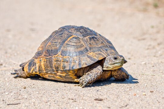 The Hermann's tortoise (Testudo hermanni), Turkey