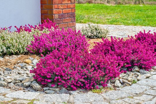 Erica flowers (heath) in multicolored variety