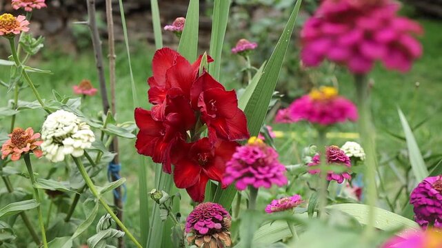 Flowers bloom in a garden during sunny days