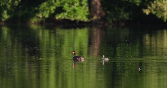 Great crested grebe parent carrying tiny newborn chick on back while older juvenile chick swims alongside in golden hour sunset light on calm lake slow motion