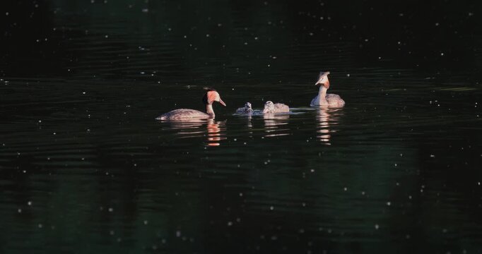 Great crested grebe juvenile chick swallowing small fish while parents and tiny newborn chick watch on calm lake with floating fluff in golden hour sunset light slow motion