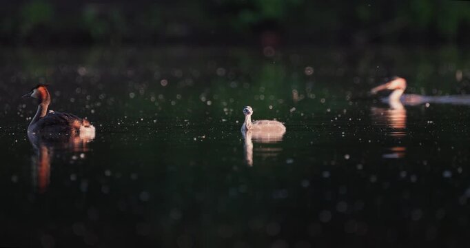 Great crested grebe parent carrying tiny newborn chick on back while older juvenile chick swims alongside in golden hour sunset light on calm lake slow motion