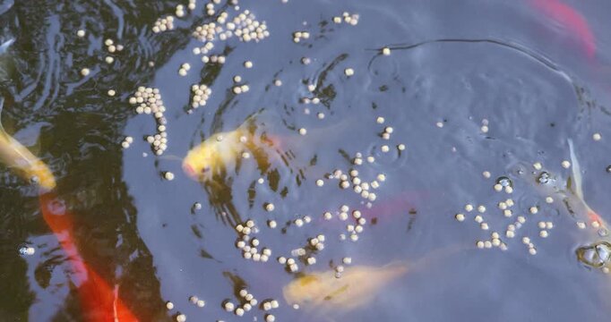 Colorful Japanese koi carp, including red, white and patterned ornamental fish, viewed from above feeding in a garden pond. Decorative fish kept as pets in a tranquil outdoor water garden