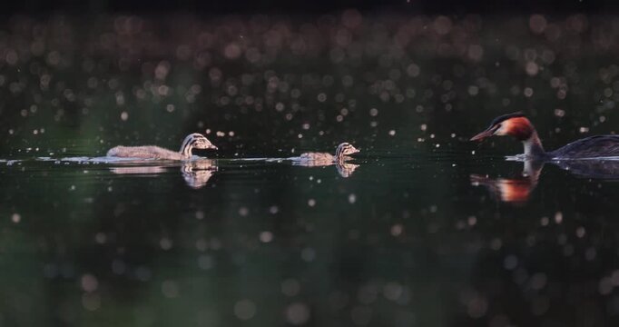 Great crested grebe tiny chick and older juvenile swimming towards parent on calm lake in golden hour sunset light slow motion